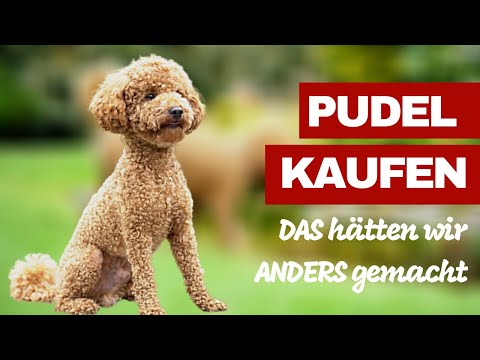 Pudel kaufen - DAS hätten wir nach 1,5 Jahren anders gemacht, wenn wir neu anfangen würden