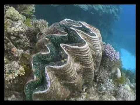 Phils Reef  - Aginourt Reef Dive Sites