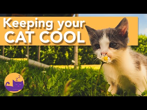 How to Keep Your Cats COOL in the Summer - HEATWAVE TIPS!