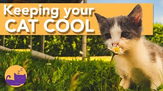 How to Keep Your Cats COOL in the Summer - HEATWAVE TIPS!