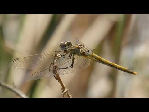 Try A Little Love - Oscar Harris