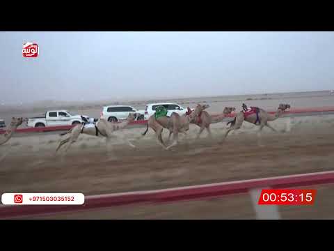  ش 2 (شاهين) لـ منصور صالح بن طرشوم العامري 2:11:50 ، شارة الصندوق 2026/07/18 فطامين الوقن