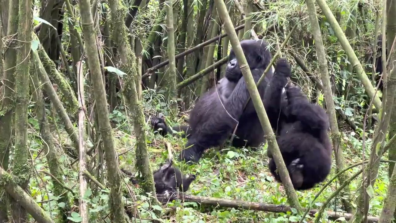 Baby Mountain Gorilla Twirling Around on a Vine || ViralHog