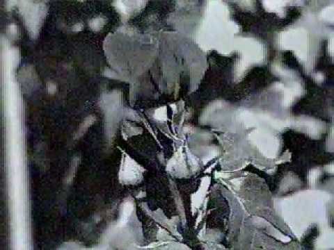 WDR ComputerClub Digital, Ausgabe 3, 1995 5/13