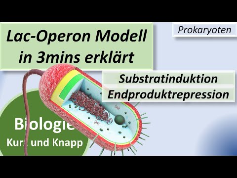 Lac operon model - substrate induction - end-product repression (tryptophan), gene regulation in ...