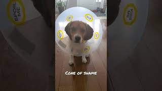 spark got the cone of shame