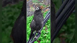 Download lagu Burung Wambi Hitam - #flyxo #birds #kicaumania #wambi mp3