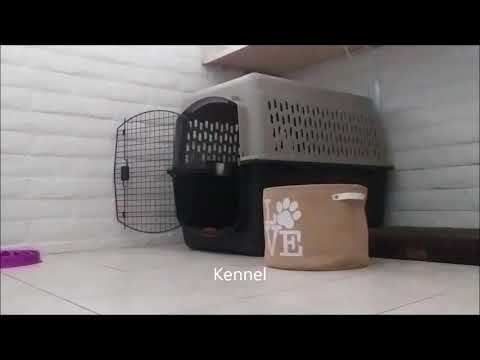 Bindi's Novice Trick Dog Video