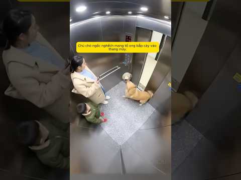 Cảm lạnh tình mẹ con #goldenretriever #senvaboss #chócute #doglife #embehaihuoc #doglover #thucung