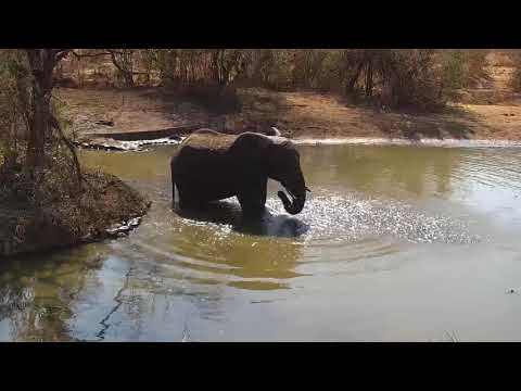 Kwa: Lone Elephant enjoys a drink and splash down - 13:31 - 08/28/19