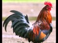 Видеоиллюстрация к песне "Мы весёлые цыплята" 