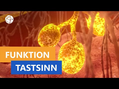 Wie funktioniert unser Tastsinn? | Planet Schule