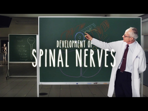 Neuroanatomy S1 E2B: Development of Spinal Nerves #neuroanatomy #spinalcord #spine #medicine