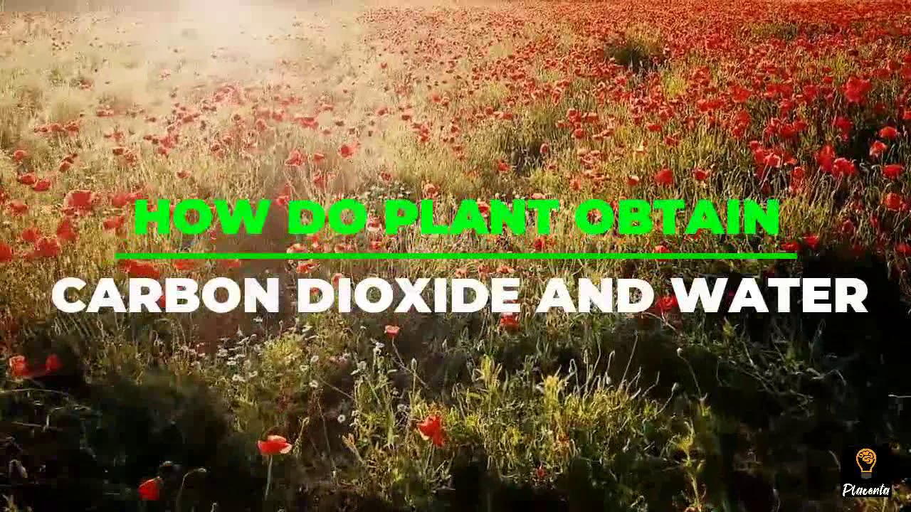How do plant obtain carbon dioxide and water? More REF