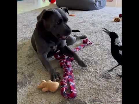 Peggy And Molly Playing!