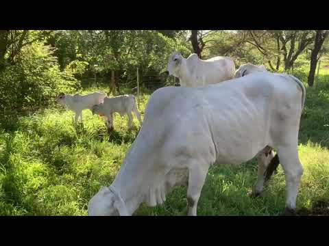 Au Albidus Catalogue Brahman Auction - Lot 114