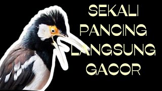 Download lagu Pancingan Jalak Suren Stres Full isian 100% Nyaut mp3