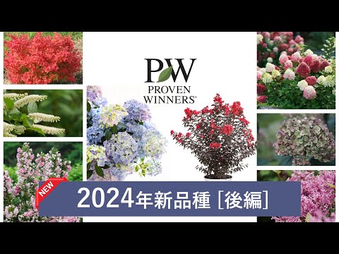 園芸 ゴジ、バーバリ・リシエット