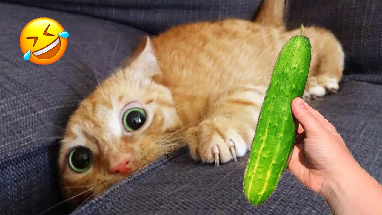 Cats with Comedy Chops 😆 Hilarious Moments of 2024 😂