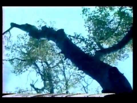 გულს ნუ გაიტეხთ ქართველნო (ჰერიო)-ასრ:კოტე ჩუმასვილი.მუსიკ.ლექსი-ოთარ ტატიშვილი