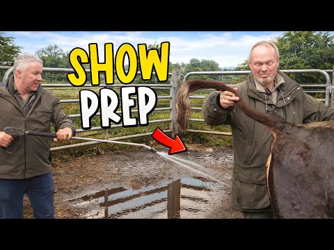 Washing Little Red, New Calves & Growing Bulls 🐄