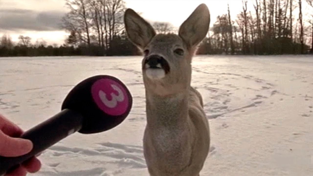 Funniest Animal Videos Ever (Part 5)