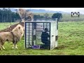Human Cage Lion Experience Ggconservation