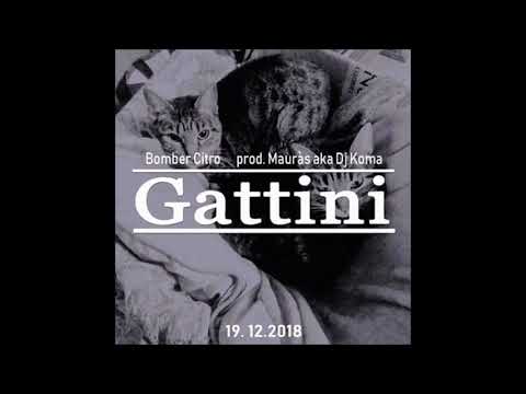 Bomber Citro - Gattini