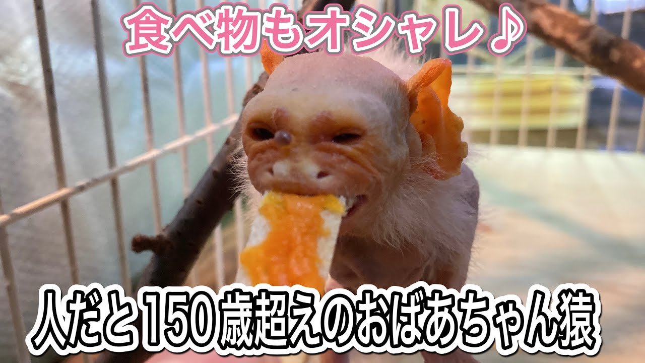 寿命の倍も長生き中のおばあちゃん猿♪最近はオシャレな食べ物にハマってます♫