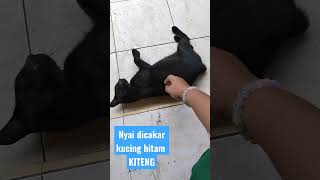 Download lagu Nyai dicakar kucing hitam kiteng mp3