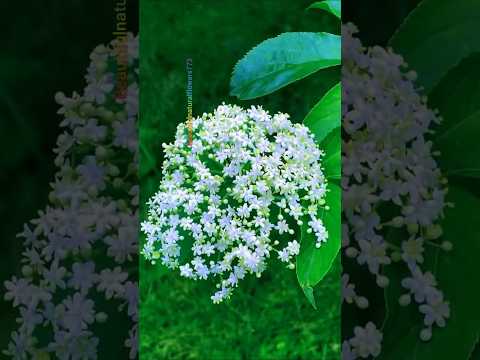 Nature’s Wonderful Flowers 🌺 | So Beautiful It Feels Unreal