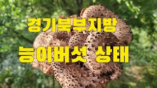 능이버섯 경기북부지방 현재 능이버섯상태