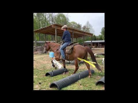 Mt Airy Stockyard