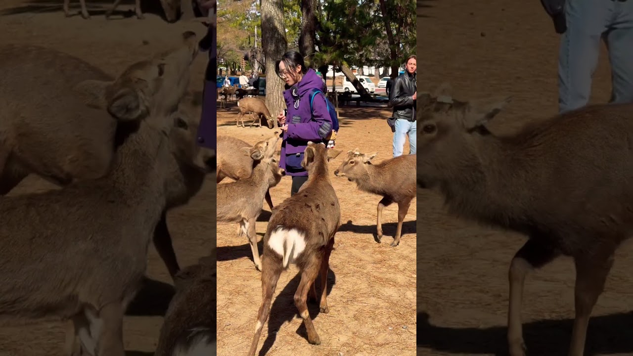 鹿に囲まれる観光客の反応🫎