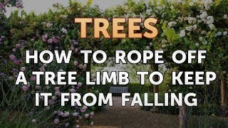 How to Rope Off a Tree Limb to Keep it From Falling