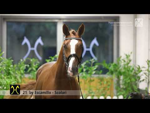 Verden Stallion Licensing 2021 - Dressage -  Nov. 4-6 - No. 21 Stallion by Escamillo - Scolari
