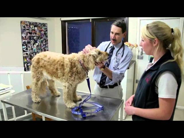 Glenvale Veterinary Clinic