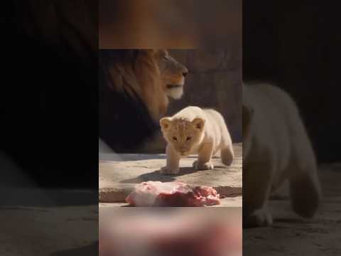 சிங்கக் குட்டியின் லூட்டியும், யானைகளின் செம காமெடி கலாட்டாவும் Lion Cub Antics & Crazy Elephant
