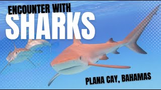 EP57 encounter with SHARKS AT PLANA CAY | HOW TO SET A STERN ANCHOR | GOAT BONES