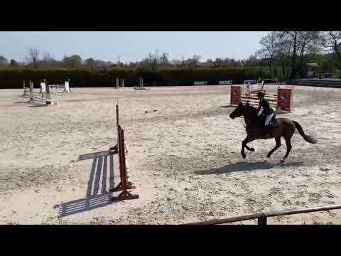 GUARDIAN SEMILLY (Kannan x Diamant x Jalisco) 5 ans / 5 YO - Auvers 2021