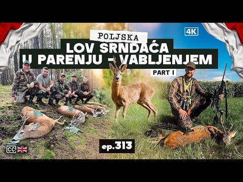 Poljska - Lov Srndaća u Parenju I Deo 4K/ Poland Roebuck hunting in the Rut Part I 4K E313