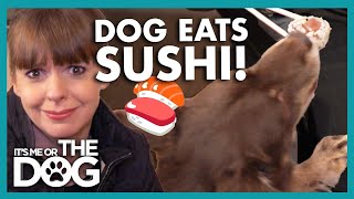 Owner Feeds his Spoilt Dog Sushi! | It’s Me or The Dog