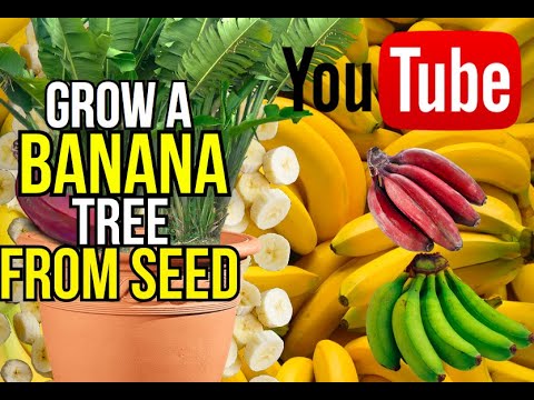 how to grow a banana tree from seed Video