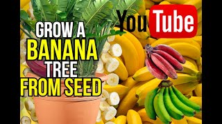 how to grow a banana tree from seed