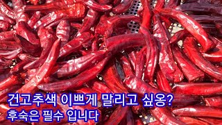 건고추색 기가 맥힙니다 역쉬 후숙은 필수 입니다~ 햇고추 솔림농원 고추