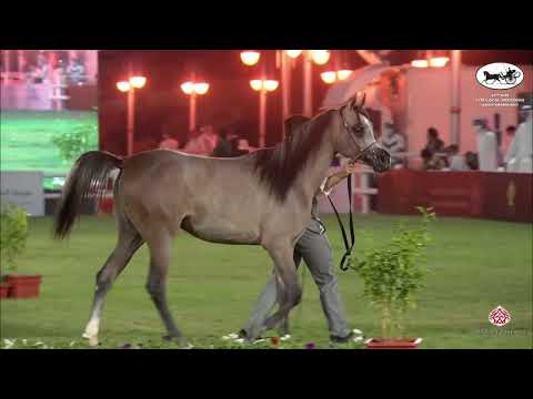 N 147 AZHA HYLH   10th Arabian Horse Show for local Breeders in Saudi Arabia 2021   Yearling Fillies