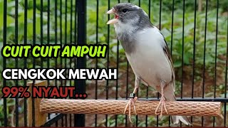 Download lagu KENARI GACOR  Cuit CUIT BIRAHI SUARA Kenari MASTERAN TERBAIK UNTUK PANCINGAN & MASTERAN Kenari PAUD mp3