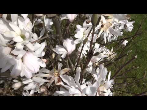 Magnolia stellata Royal Star