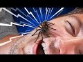 Do You Really Swallow Spiders When You Sleep ...