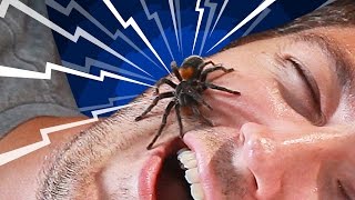 Do You Really Swallow Spiders When You Sleep?